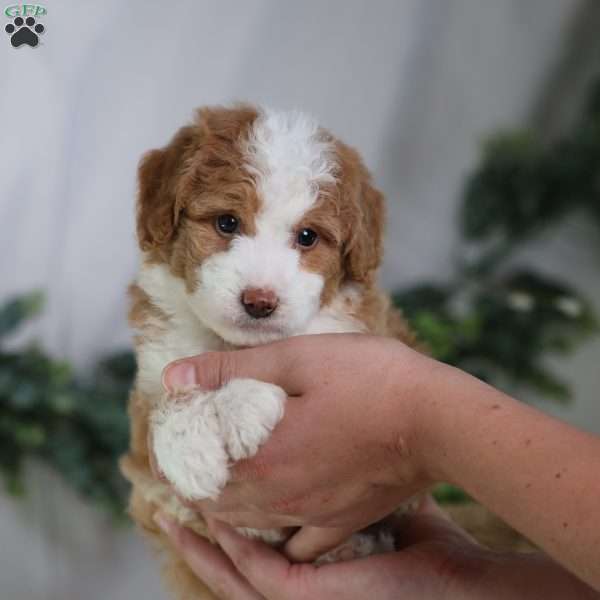 Dash, Mini Bernedoodle Puppy